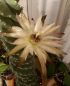 Preview: Cereus forbesii cv. Spiralis